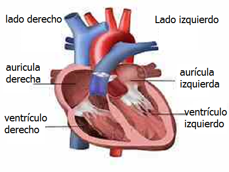 cavcoraz