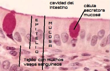 111 Intestino Delgado. Mucosa. PAS. 800X (Small)