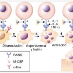 Regulación del desarrollo de los osteoclastos por el ligando del receptor activador del factor nuclear κB (RANKL), el receptor activador del factor nuclear κB (RANK) y la osteoprotegerina (OPG) 