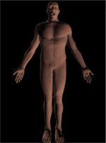 Caveman modelo humano virtual en 4 dimensiones