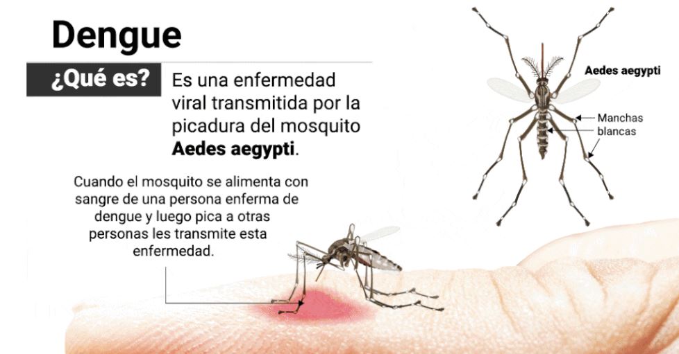 Qué es el dengue?