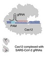 2020 05 15 CRISPR COVID